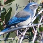image of bird