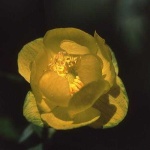 image of flower