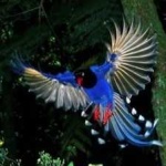 image of bird