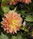 image of flower
