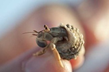 image of hermit_crab