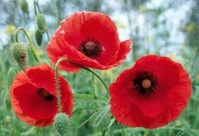 image of flower