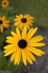 image of flower