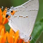 image of animal