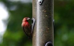 image of house_finch #4