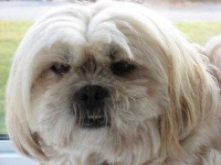 image of lhasa