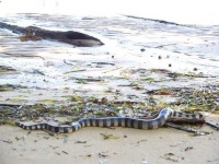 image of sea_snake
