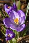 image of flower