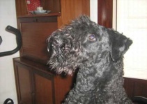 image of kerry_blue_terrier