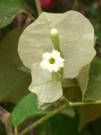 image of flower