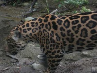image of jaguar_car