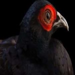 image of bird