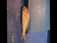 image of striped_red_mullet #8
