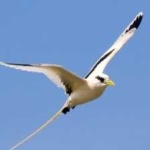 image of bird