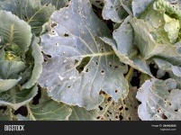 image of damage_to_cabbage_leaves