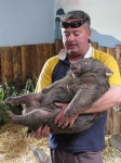 image of wombat