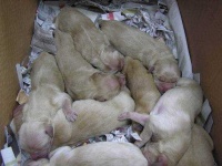 image of golden_retriever