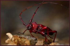 image of long_horned_beetle