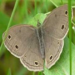 image of animal