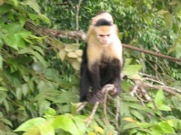 image of capuchin