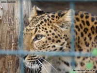image of jaguar_car