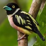 image of bird