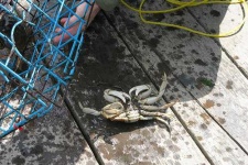 image of dungeness_crab