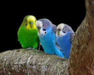 image of animal