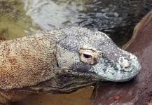 image of komodo_dragon