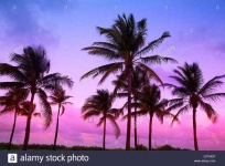 image of palm_tree #33