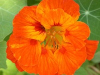 image of flower