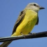 image of bird