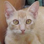 image of animal