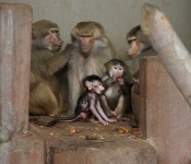 image of baboon