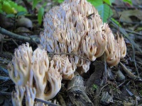 image of coral_fungus