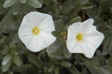 image of flower