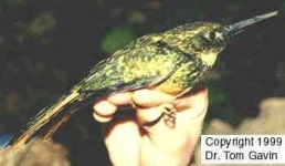 image of jacamar