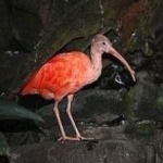 image of bird