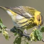 image of bird