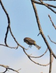 image of animal