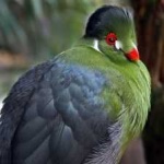 image of bird