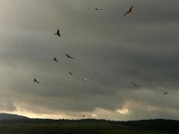 image of kite