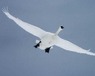 image of swan