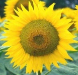image of flower