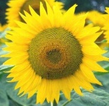 image of sunflower #25