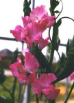 image of flower