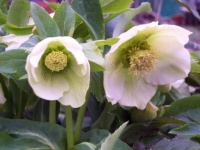 image of flower