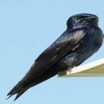 image of bird