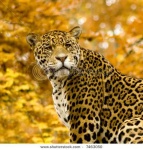 image of jaguar_car