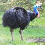 image of bird